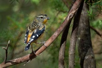 Pardalot teckovany - Pardalotus punctatus - Spotted Pardalote o5389